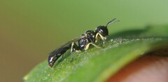 Rhopalum