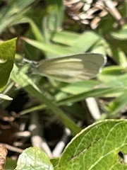 Eurema daira