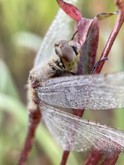 Sympetrum frequens