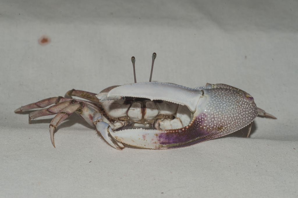 Greater Fiddler Crab