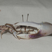 Greater Fiddler Crab - Photo (c) Wayne Fidler, some rights reserved (CC BY-NC), uploaded by Wayne Fidler
