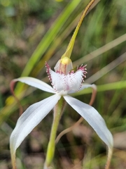 Caladenia venusta
