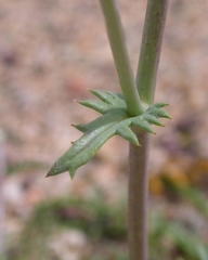 Gilia sinuata
