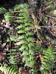Dryopteris × boottii