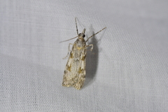 Scoparia halopis