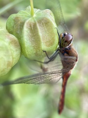 Sympetrum frequens