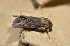 Ichneutica bromias