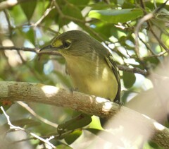 Vireo crassirostris