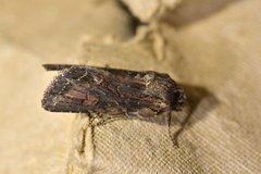 Ichneutica bromias