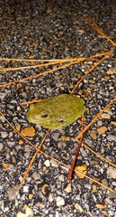Hyla gratiosa