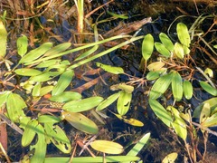 Potamogeton amplifolius