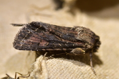 Ichneutica bromias