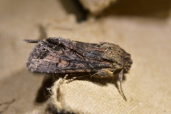 Ichneutica bromias