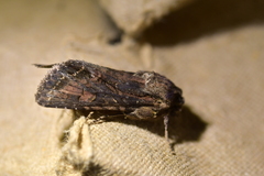 Ichneutica bromias