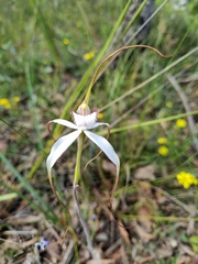 Caladenia venusta