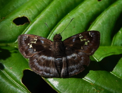 Quadrus cerialis