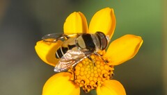 Palpada pusilla
