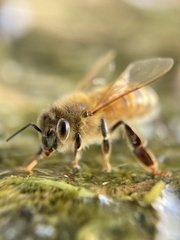 Apis mellifera