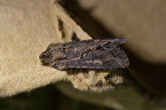 Ichneutica bromias