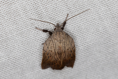 Tortricopsis pyroptis