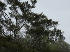 Rhipidura fuliginosa