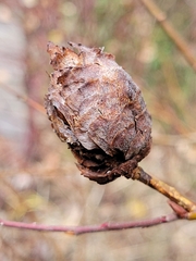 Rabdophaga strobiloides