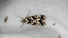 Eudonia aphrodes