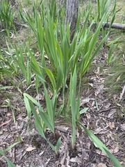 Watsonia meriana