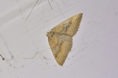 Hydriomena deltoidata