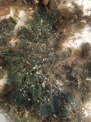Virididentula dentata