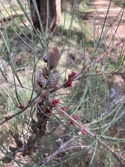 Allocasuarina paludosa