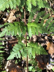 Dryopteris × boottii