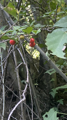 Malpighia glabra