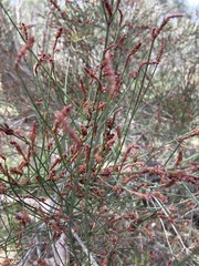 Allocasuarina paludosa