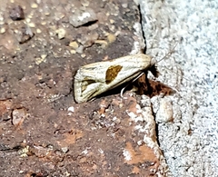 Eugnosta bimaculana