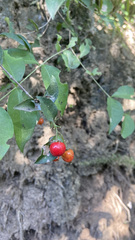 Malpighia glabra