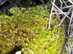 Rosulabryum