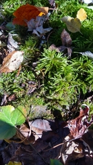 Climacium dendroides