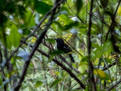 Cercomacra nigricans