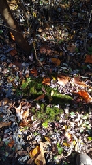 Climacium dendroides