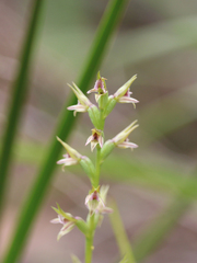 Prasophyllum fitzgeraldii