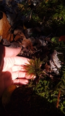 Climacium dendroides