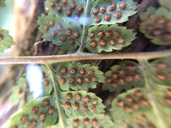 Dryopteris × boottii