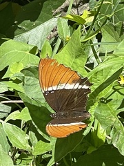 Siproeta epaphus