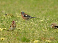 Fringilla coelebs gengleri