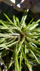 Climacium dendroides