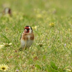 Carduelis carduelis britannica