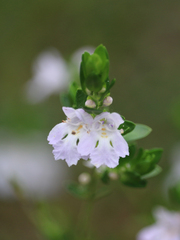Prostanthera behriana