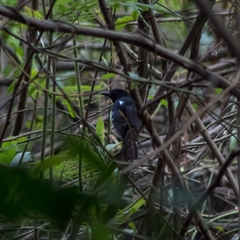 Cercomacra nigricans