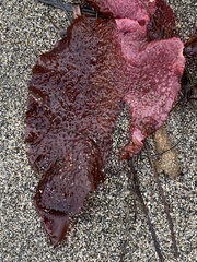 Chondracanthus exasperatus